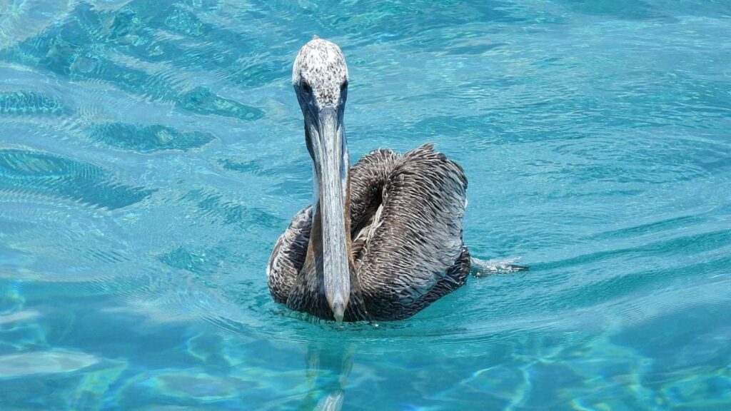 Caribbean Pelican