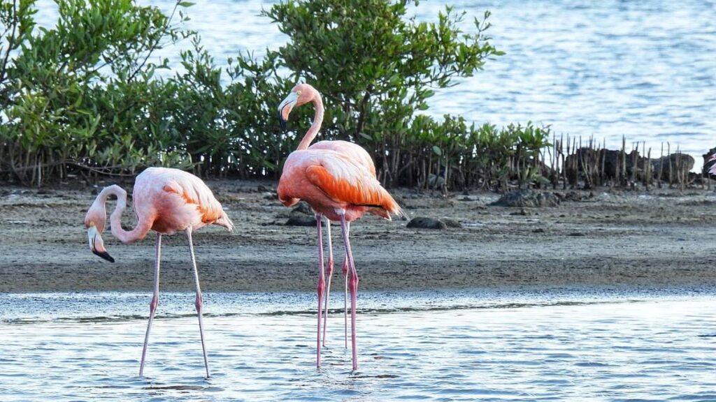 Caribbean Flamingo in Curacao