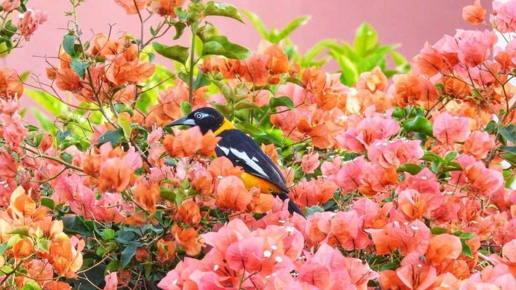 Beautiful Birds in Curacao